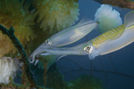 Squid laying eggs, Indonesia