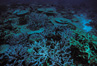 Coral Reef, New Guinea