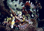 Scorpionfish, Indonesia