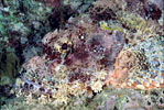 Scorpionfish, Thailand
