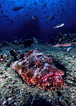 Scorpionfish, Galapagos