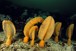 Sea Pens, British Columbia