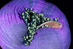 Skunk Anemonefish Thailand