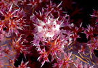Decorator Crab, New Guinea