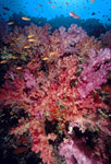 Soft Corals, Fiji