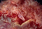 Imperial Shrimp, Indonesia