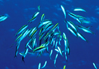 Spawning Wrasses, Cayman Islands