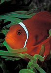 Spine-cheek Anemonefish New Guinea