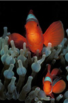 Spine-cheek Anemonefish, New Guinea