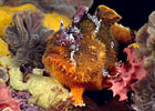 Anglerfish, Australia