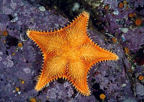 Spiny Sea Star, Hippasteria spinosa - British Columbia, Canada