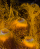 Sponge with Eggs, Dominica