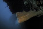 Sponges Releasing Sperm, Cayman Islands