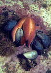 Starfish with Mussels