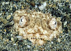 Stargazer, New Guinea