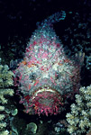 Stonefish, New Guinea