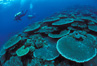 Coral Reef, Indonesia