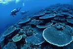 Table corals, Indonesia