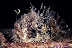 Anglerfish, Australia