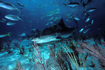 Tiger Shark, Bahamas