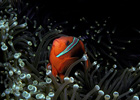 Tomato Clownfish, Philippines