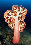 Soft Coral, Indonesia