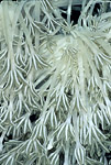 Soft Coral, Papua New Guinea
