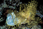 Weedy Scorpionfish, New Guinea