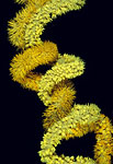 Wire Coral, Indonesia